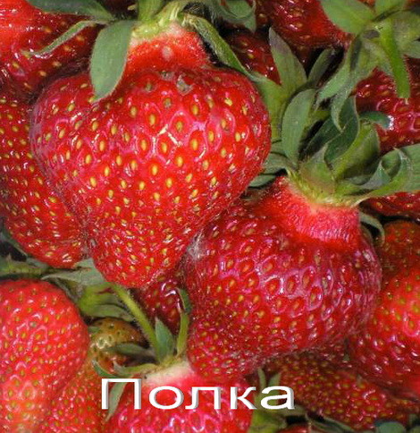 Клубника Полка: описание сорта, фото, подготовка к зиме, видео Клубника Полка, описание сорта, фото