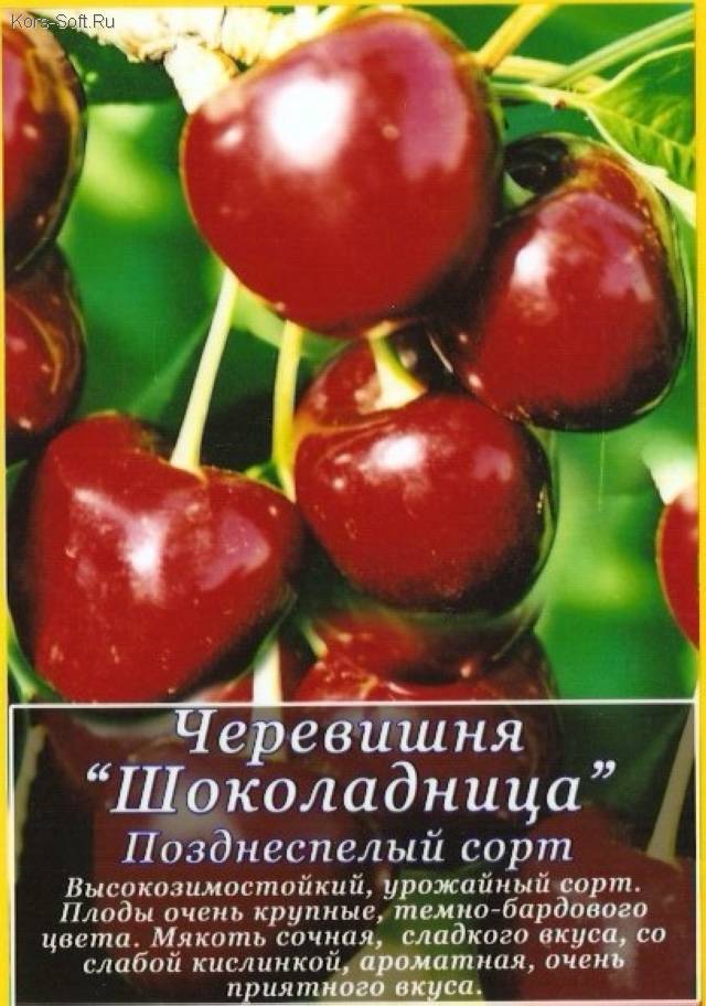 Сорт вишни шоколадница посадка и уход Сорт вишни шоколадница посадка и уход